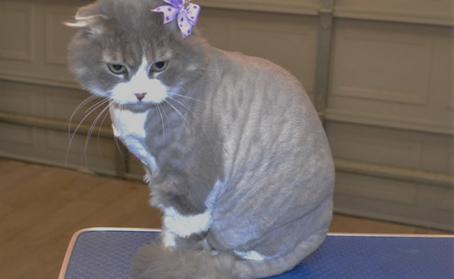 Maggie is a Scottish Fold.