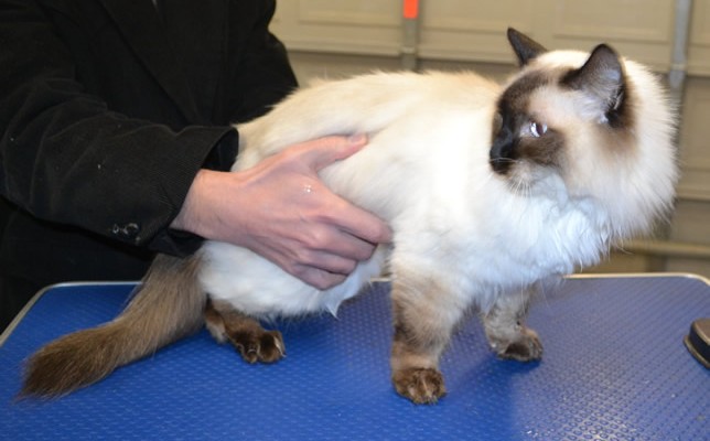 Letoile is a Ragdoll.