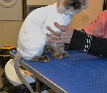 Letoile is a Ragdoll.