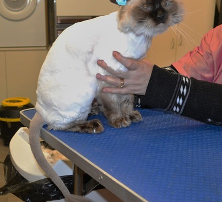 Letoile is a Ragdoll.