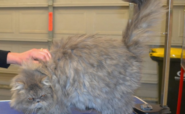 Pippen is a Persian.