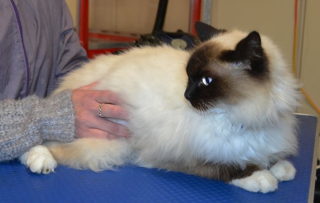 Nefra is a Ragdoll.