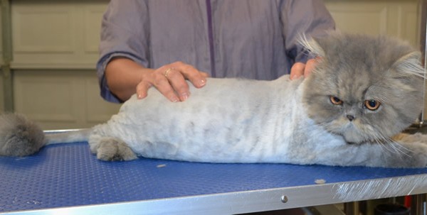 Pippen is a Persian.