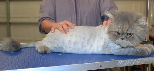 Pippen is a Persian.