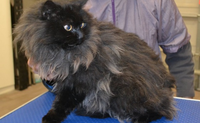 Pussy Galore is a Persian X Domestic.