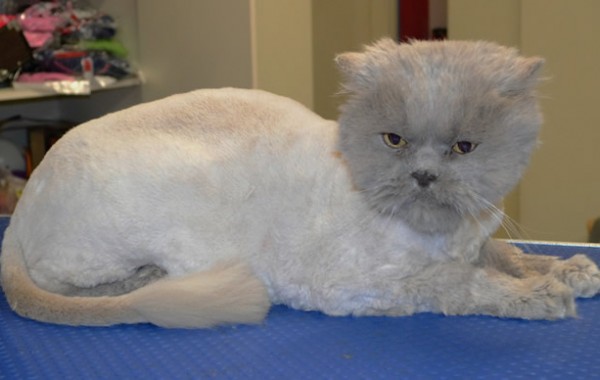 Sumac is a Persian.