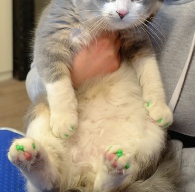 Sawyer got a Full set of Softpaws.