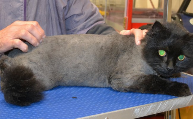 Pussy Galore is a Persian X Domestic.