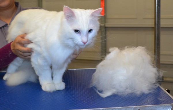 Olaf is a Deaf Long Hair Domestic.