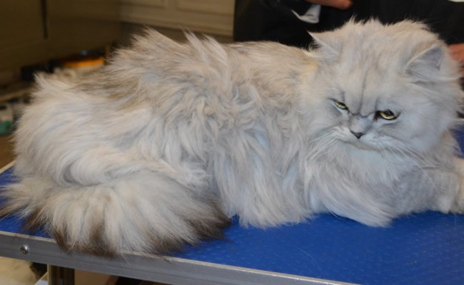 Lucky is a Chinchilla.