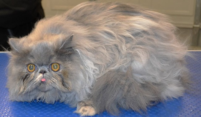 Boo Boo is a Persian