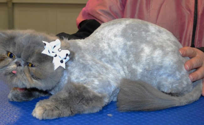 Boo Boo is a Persian