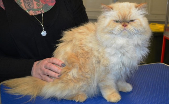 Sir Tyrion Lannister Ayres is a Himalayan X Scottish Fold.