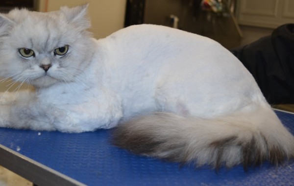Lucky is a Chinchilla.