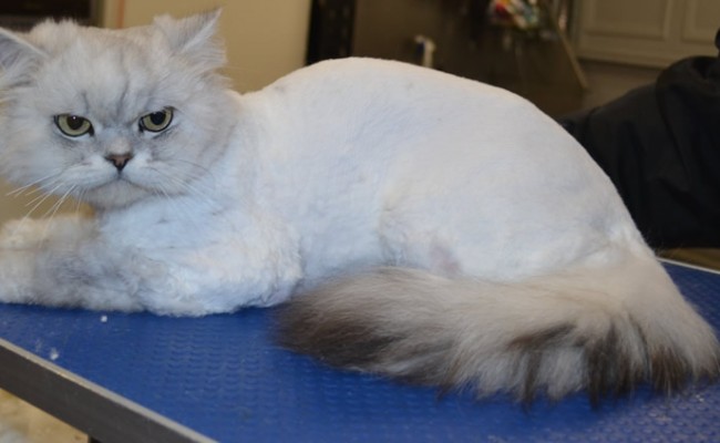 Lucky is a Chinchilla.