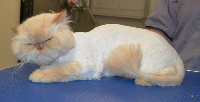 Sir Tyrion Lannister Ayres is a Himalayan X Scottish Fold.