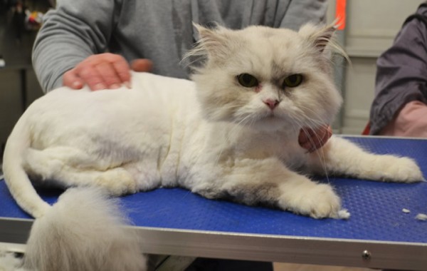 Chabby is a Himalayan X Persian Chinchilla.