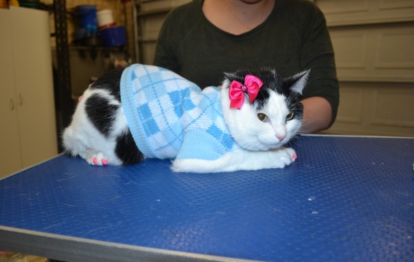 Moui Moui is a Short hair Domestic with a full set of Softpaws and a New Jumper.