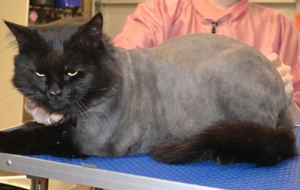 Kafei is a long hair domestic X Ragdoll.