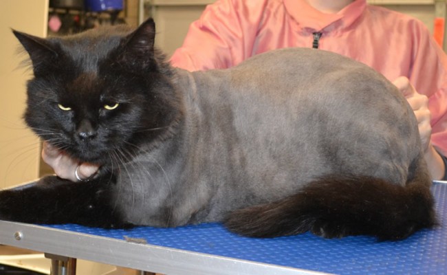 Kafei is a long hair domestic X Ragdoll.