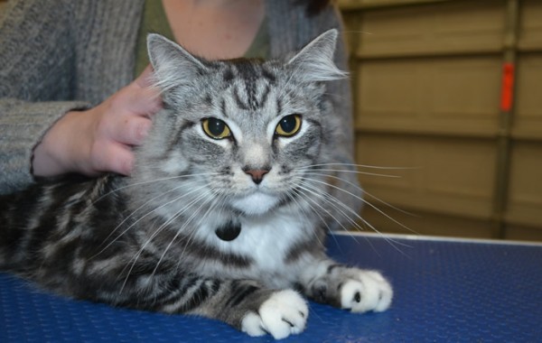 Tex is a medium hair domestic with black Softpaws