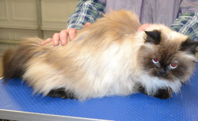 CJ is a Himalayan.