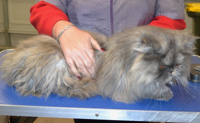 Lily is a Persian.