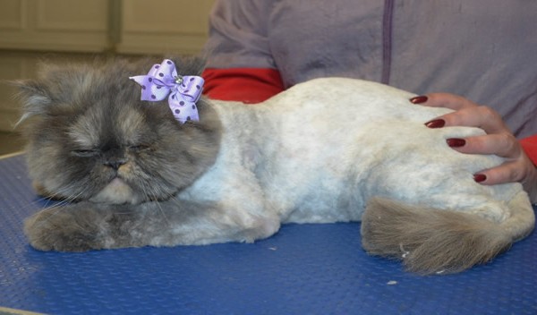 Lily is a Persian.