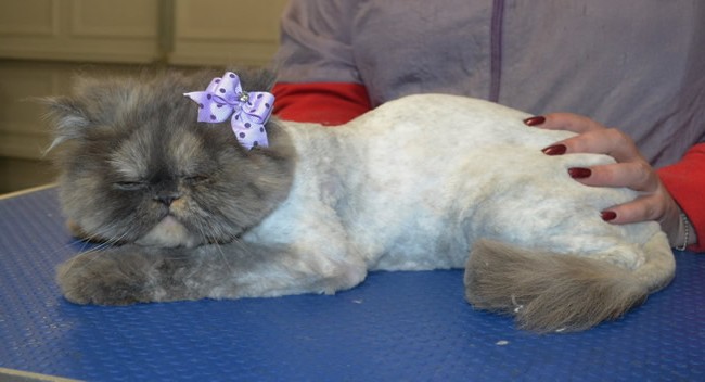Lily is a Persian.