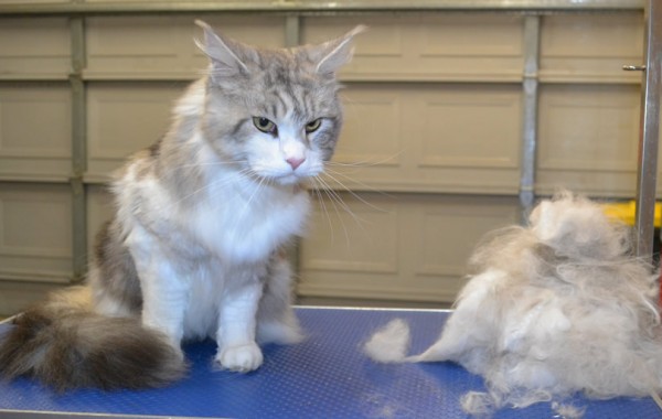Odin is a Maine Coon.