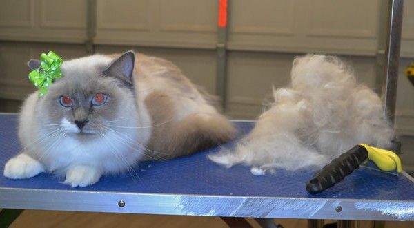 Cookie is a Ragdoll.