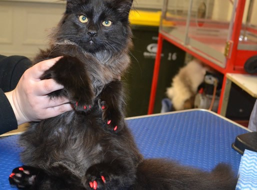 Felipe is a Maine coon X with his red softpaws
