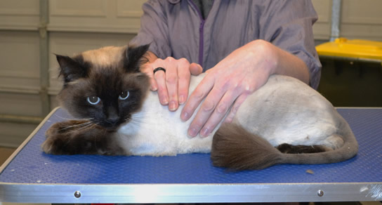 Cookie is a Ragdoll.