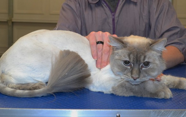 Coco is a Ragdoll.