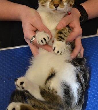 Katniss is a Short hair domestic kitten with her black kitten softpaws