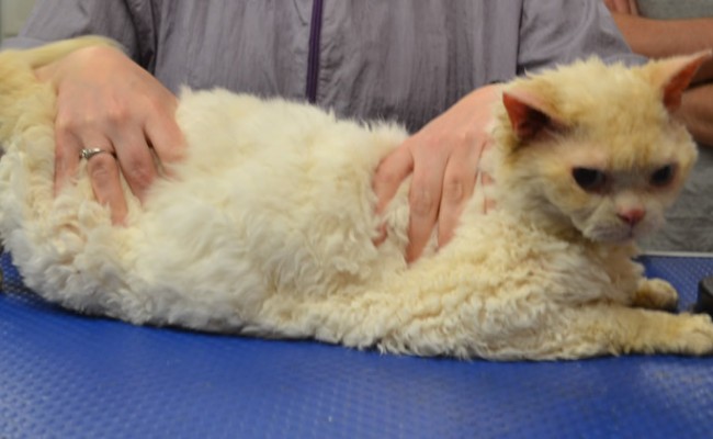 Bread is a silken Rex.