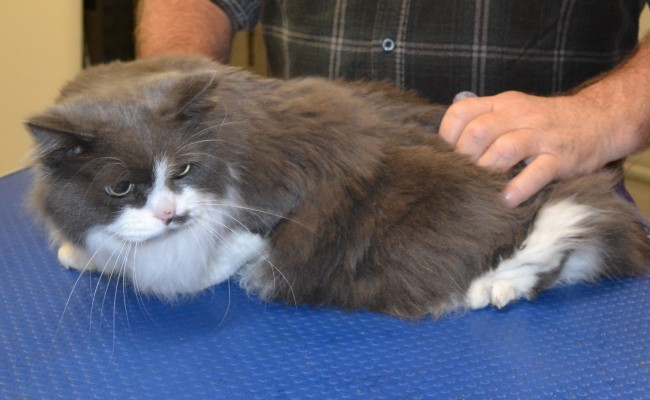 Louise is a Medium Hair.