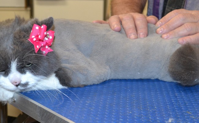 Louise is a Medium Hair.