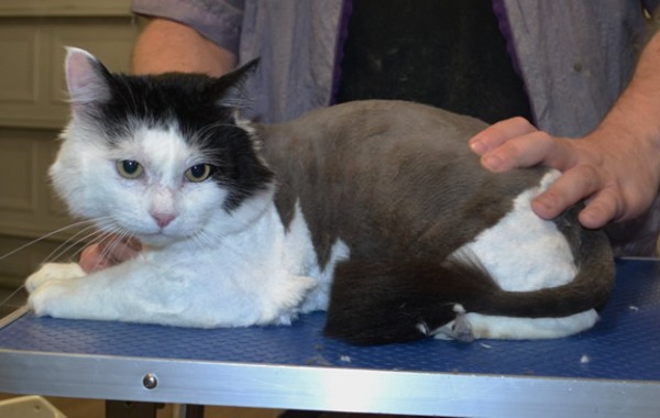 Lenny is a medium hair domestic.