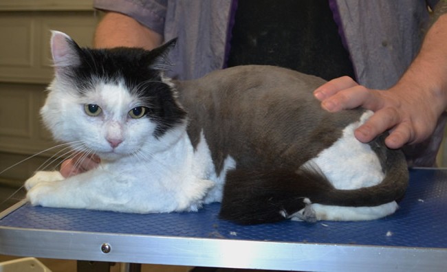 Lenny is a medium hair domestic.