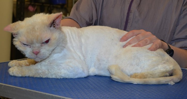 Bread is a silken Rex.