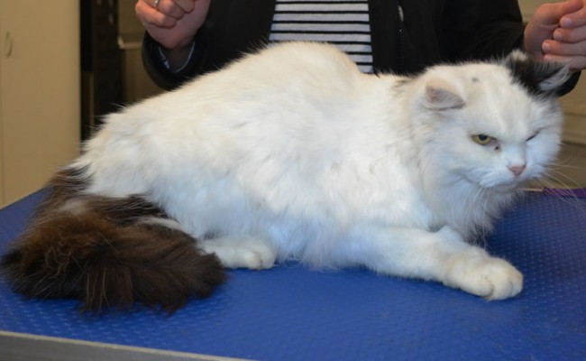 Dolly is a Med hair domestic.