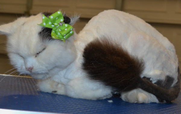 Dolly is a Med hair domestic.