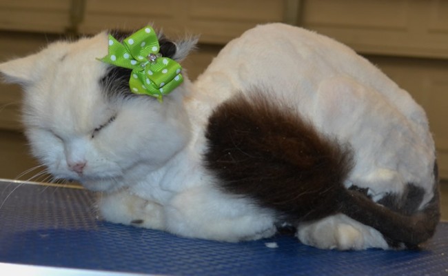 Dolly is a Med hair domestic.