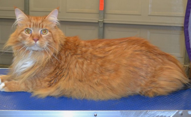 Archie is a 14kgs Maine Coon.