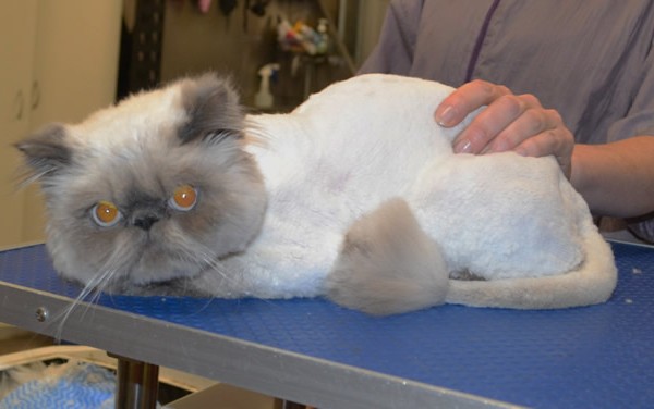 Allan is an exotic Persian.