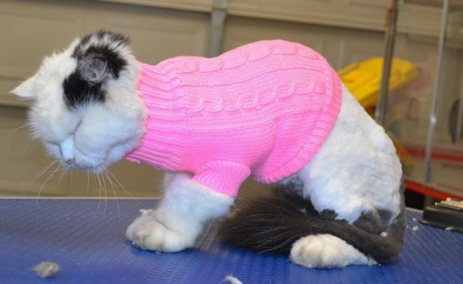 Dolly is a Med hair domestic.