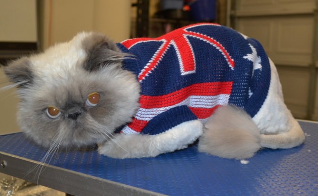 Allan is an exotic Persian.