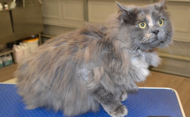 Mia is a long hair domestic.