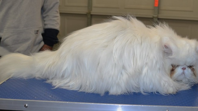 Lilly is a Persian.